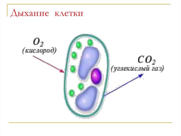 Биология схема клеточного дыхания