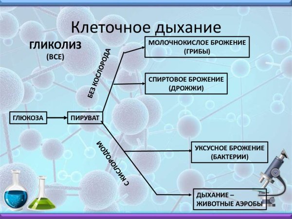 Клеточное дыхание биохимия схема