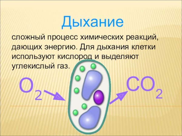 Дыхание клетки