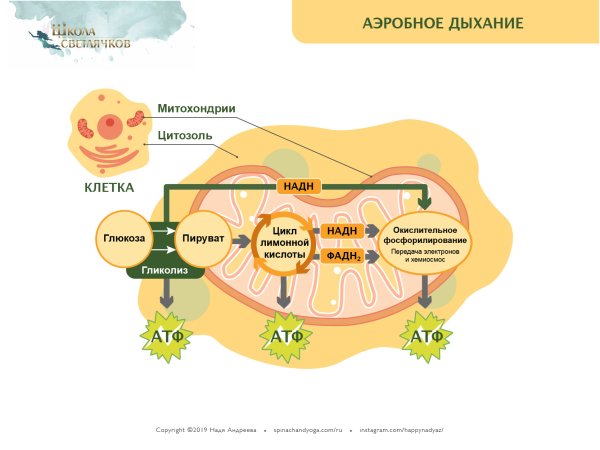 Схема клеточного дыхания цикл Кребса