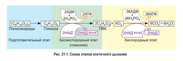 Гликолиз и клеточное дыхание