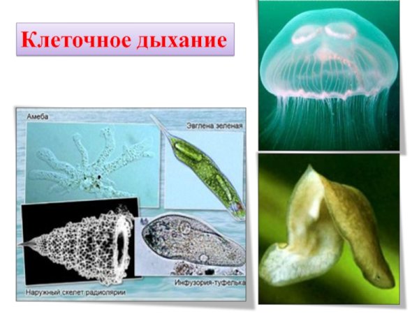У каких организмов происходит клеточное дыхание