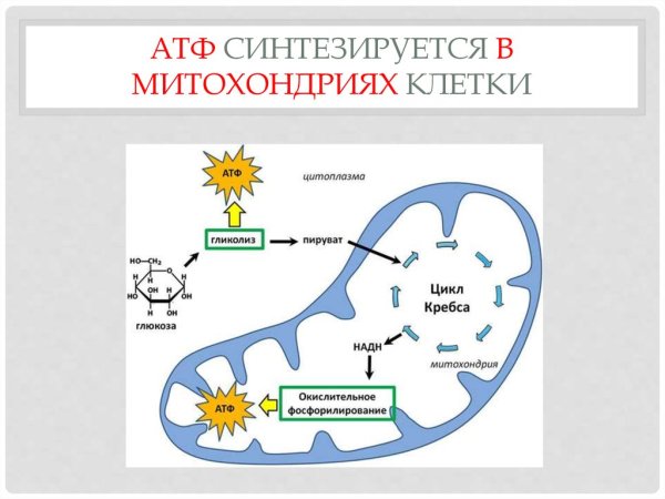Образование АТФ В митохондриях схема