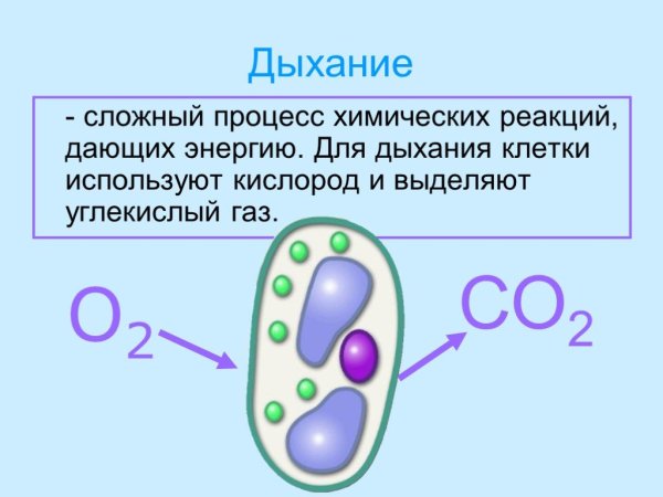 Процесс клеточного дыхания