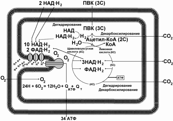 Энергетический обмен в митохондриях схема