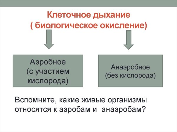 Аэробное клеточное дыхание