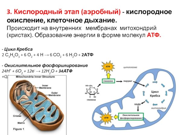 Клеточное дыхание и цикл Кребса