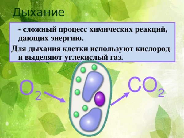 Схема клеточного дыхания в митохондриях