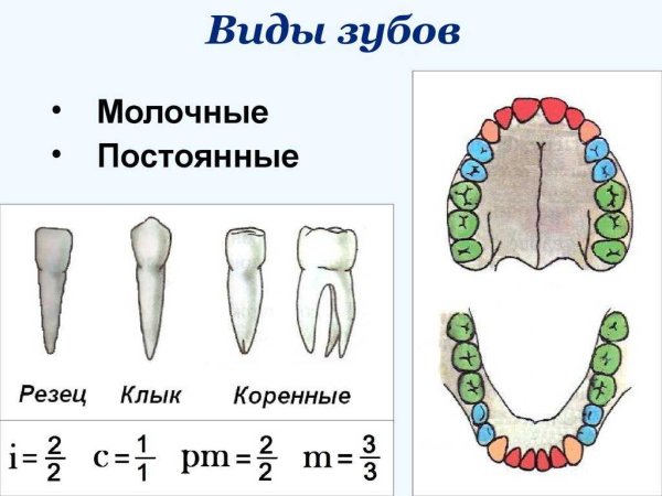 Зубы человека картинки (49 фото)