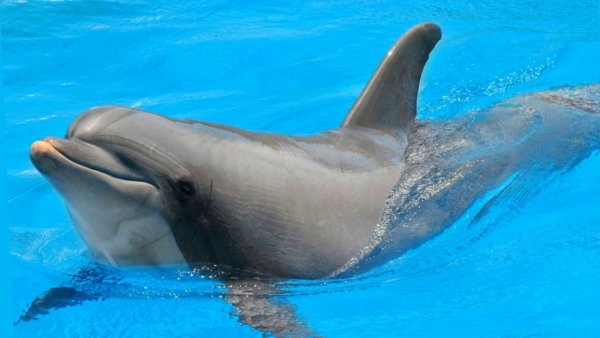 Черноморская Афалина