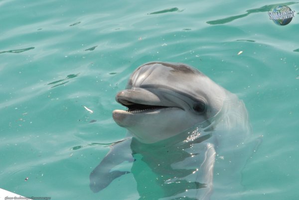 Афалина (Tursiops truncatus)