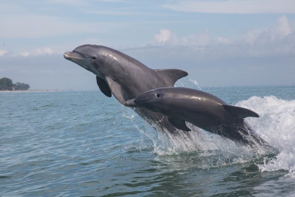 Афалина (Tursiops truncatus)