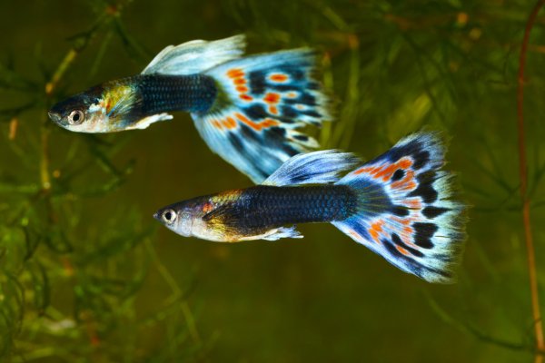 Гуппи Poecilia reticulata