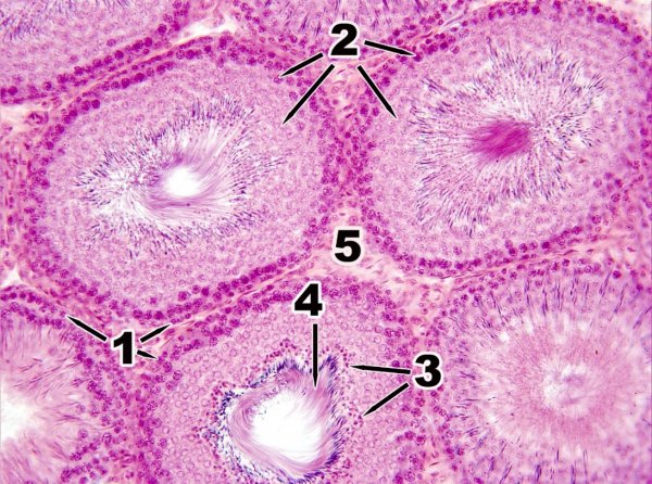 Придаток семенника гистология препарат
