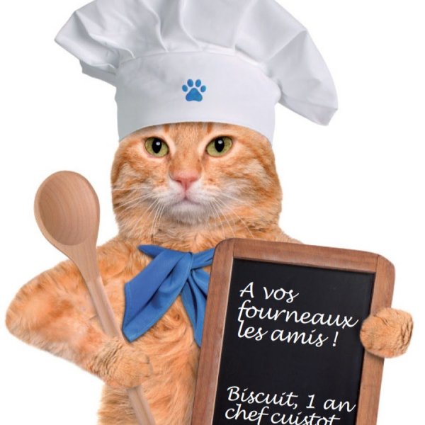 Кошка повар