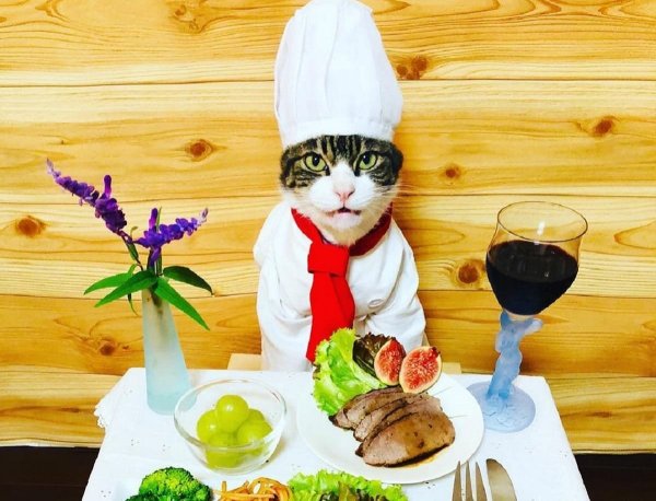 Смешной кот повар