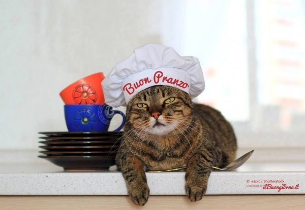 Пловецкая Татьяна коты