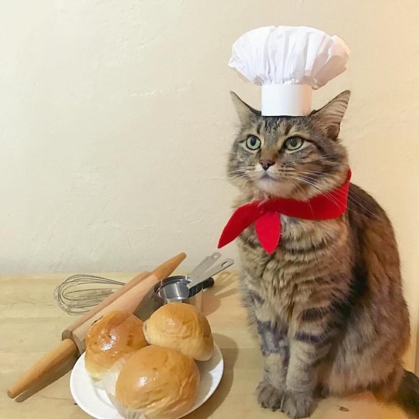 Кот повар