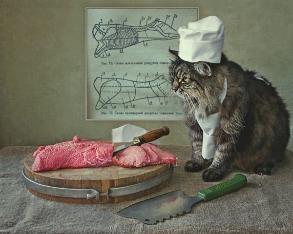 Кот повар