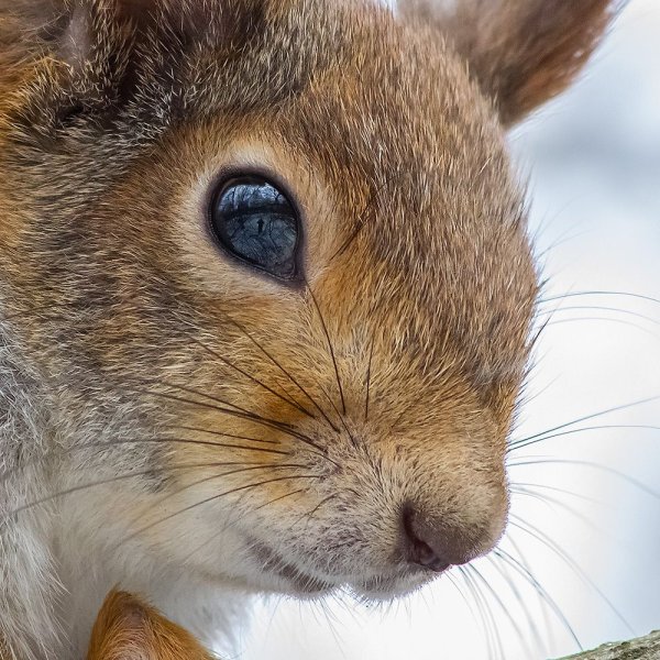 Белка глаза