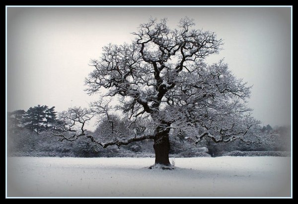 Картинки дуб зимой (50 фото)