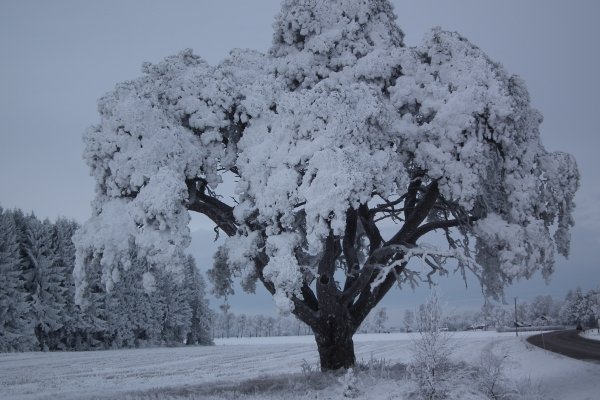 Заснеженные деревья