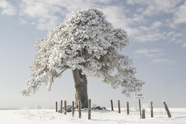 Ясень дерево зимой