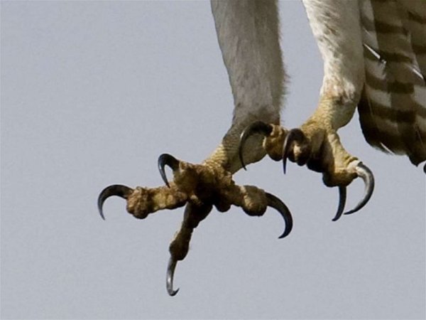 Лапы ястреба