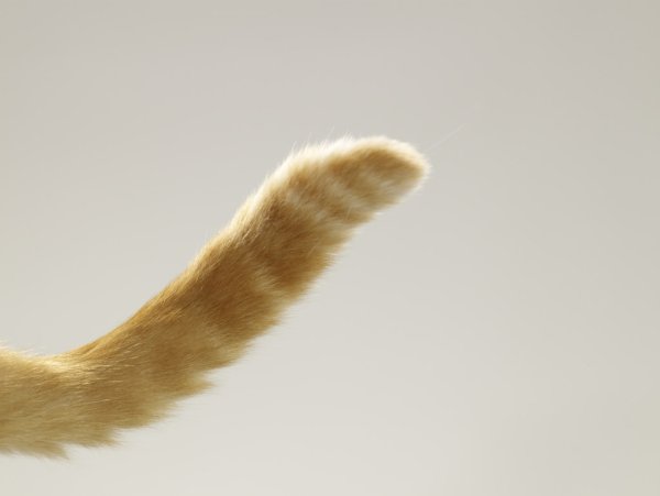 Кошачий хвост
