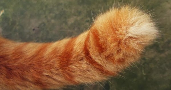 Рыжий кошачий хвост