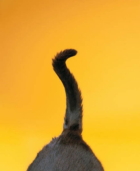 Кошачий хвост