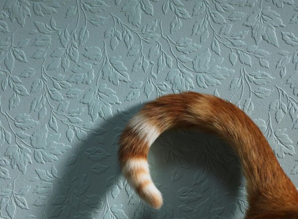 Кошачий хвостик