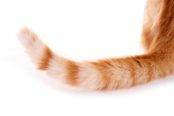 Кот с хвостом