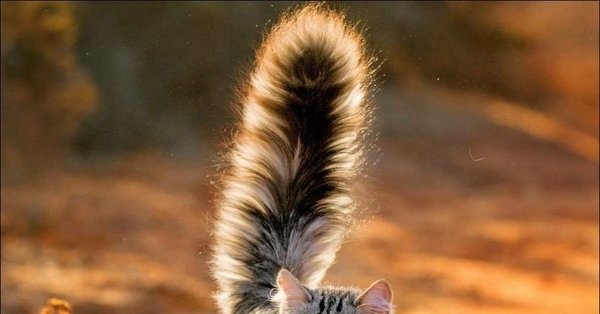 Кошачий хвостик