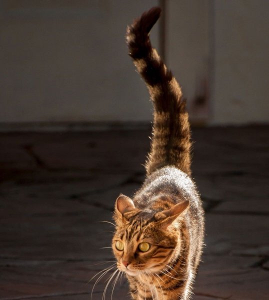 Кошачий хвост