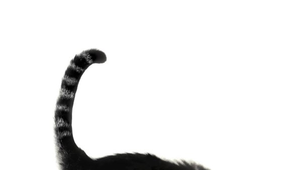 Кошачий хвост для девушек 18