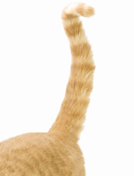 Рыжий кошачий хвост
