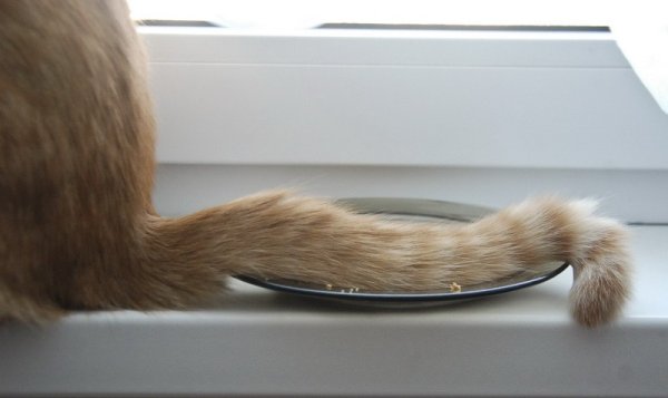 Кот с хвостом