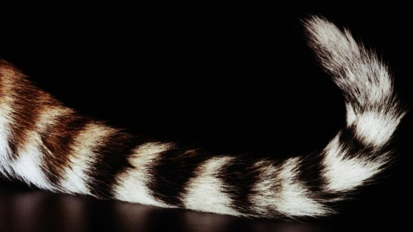 Кот с хвостом