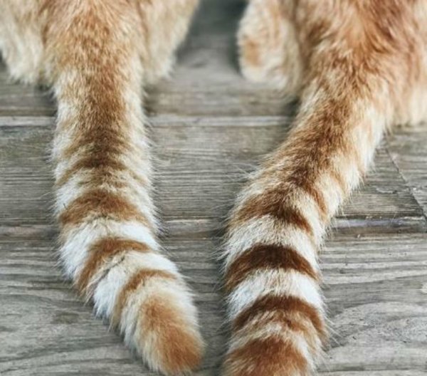Коты с хвостами