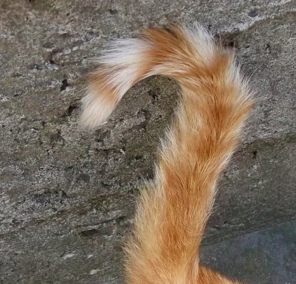 Кошачий хвостик