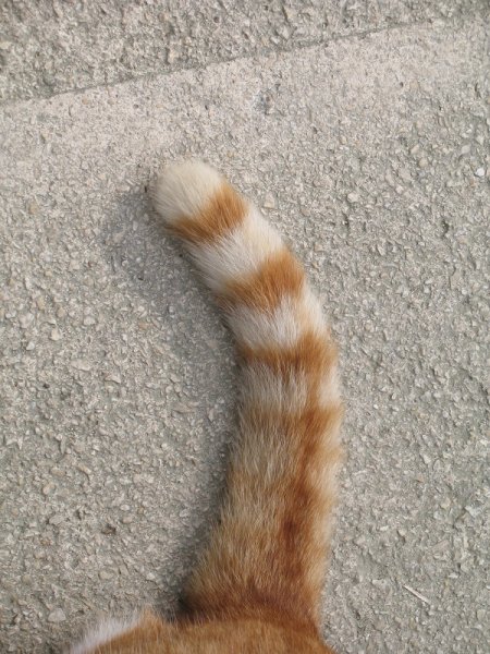 Кошачий хвост