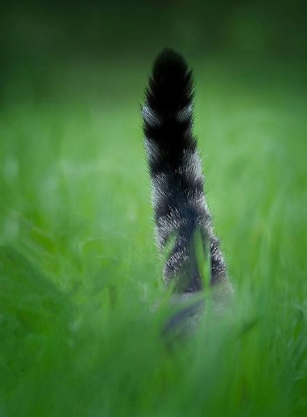 Кошачий хвостик