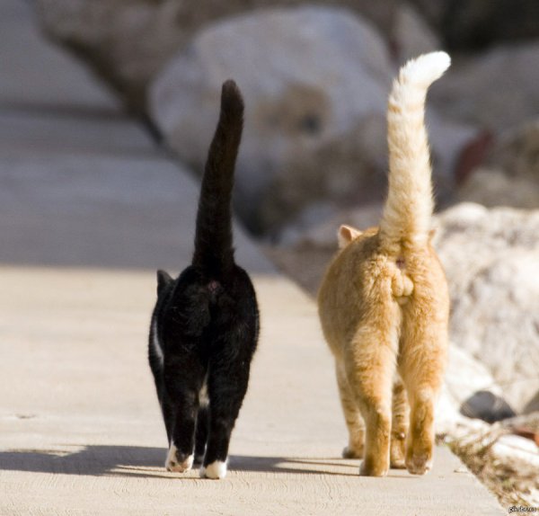 Котенок с поднятым хвостом