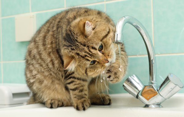 Кошка умывает котенка