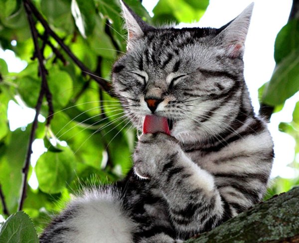 Кошки чистоплотные