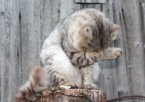 Кот умывается