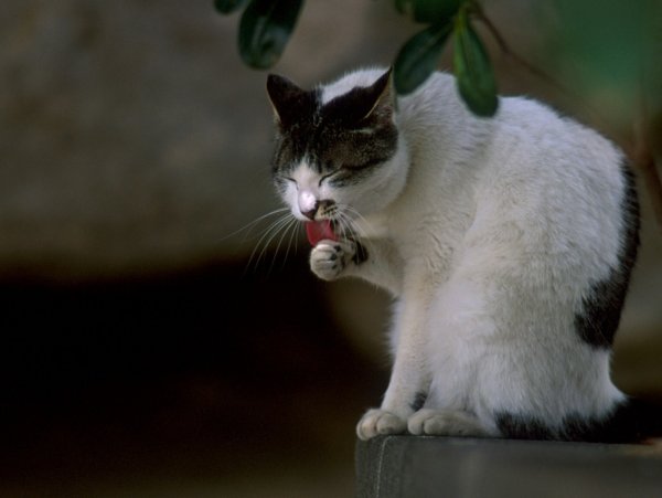 Котенок умывается