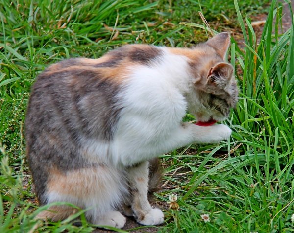 Котенок умывается