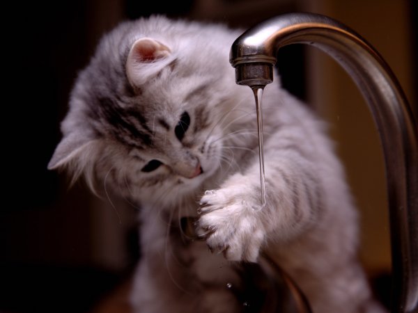 Кошка умывается